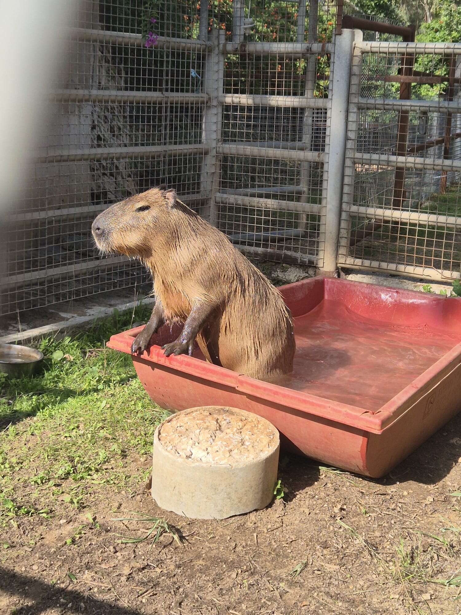 הקפיברה ציון מסתגלת לספארי , ספארי רמת גן