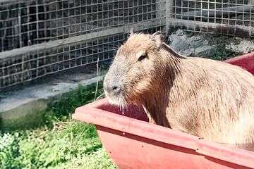 ציון הגיע לספארי ויפגוש את קפיברוך (וידאו)