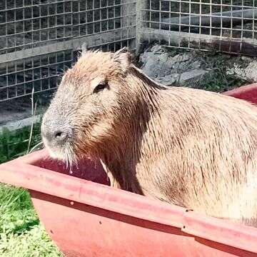 ציון הגיע לספארי ויפגוש את קפיברוך (וידאו)