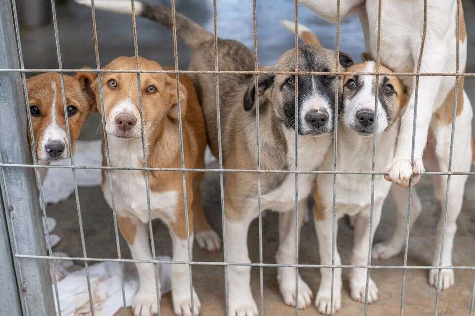 ירי והרעלה: עלייה של עשרות אחוזים בהמתת כלבים בישראל