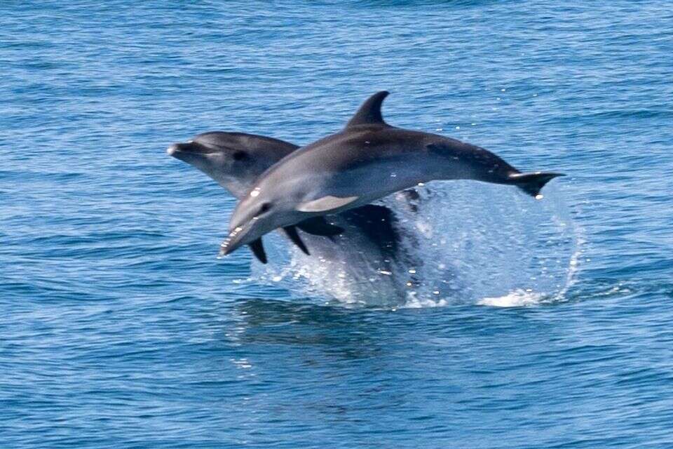 מחזה מרהיב: גורי דולפינים נצפו מול חופי ישראל