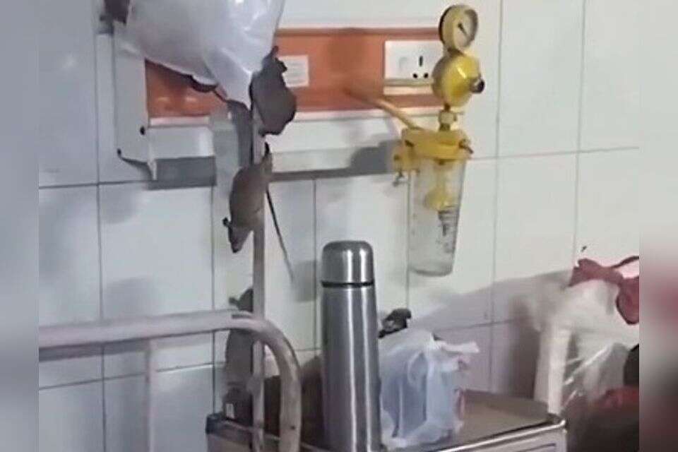 מעל המיטות, לצד המאושפזים: העכברושים שהשתלטו על בית החולים - תיעוד