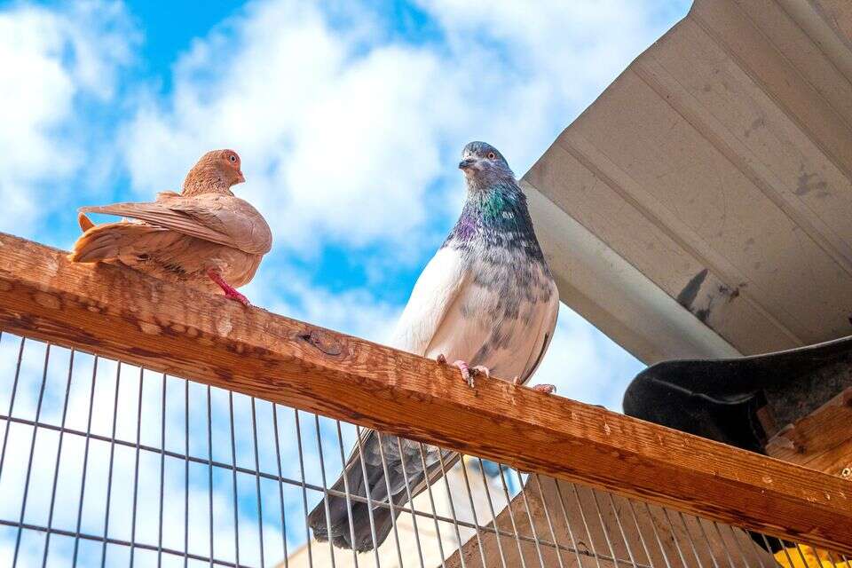 תחביב הזוי, ומקסים: "נדירה עולה מיליון"