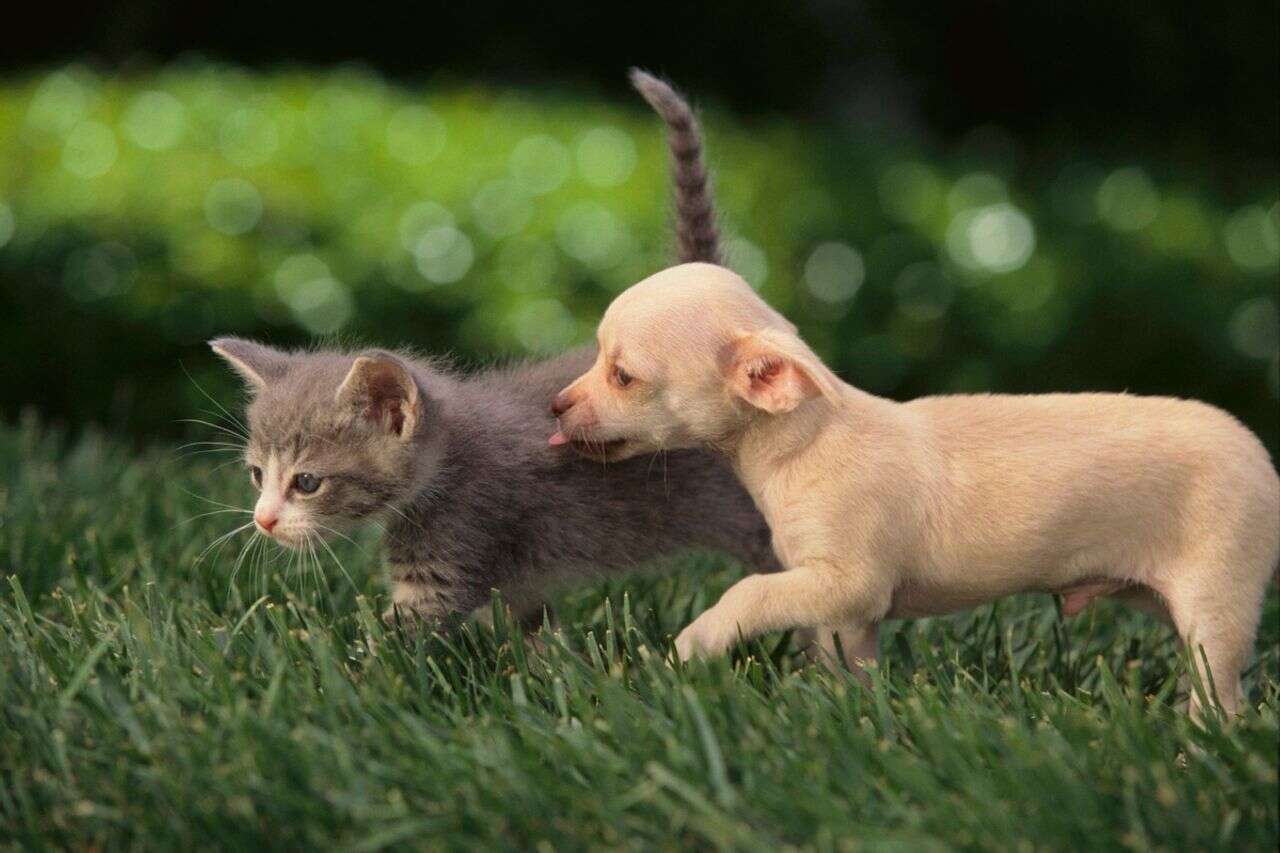 Because of the war: a severe wave of abandonment of pets