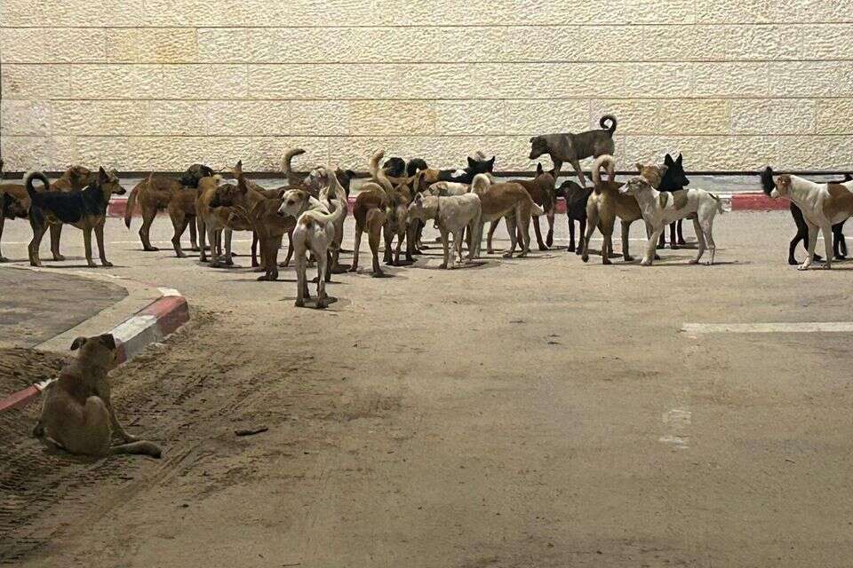 הכלבים המשוטטים בנגב , עיריית שדרות