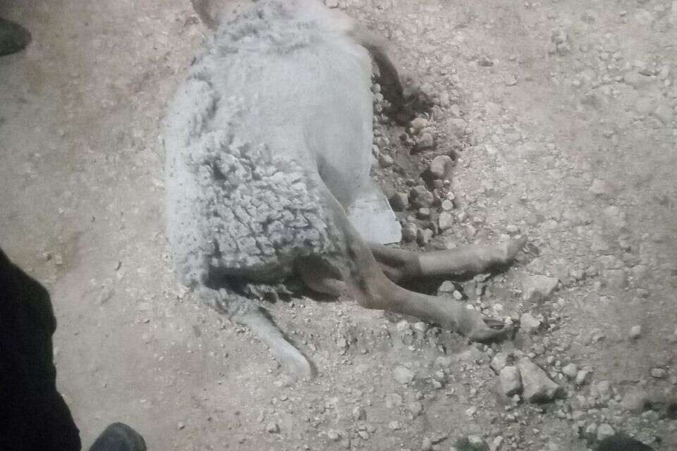 הכבשים שנשחטו בכפר הפלסטיני , ללא קרדיט