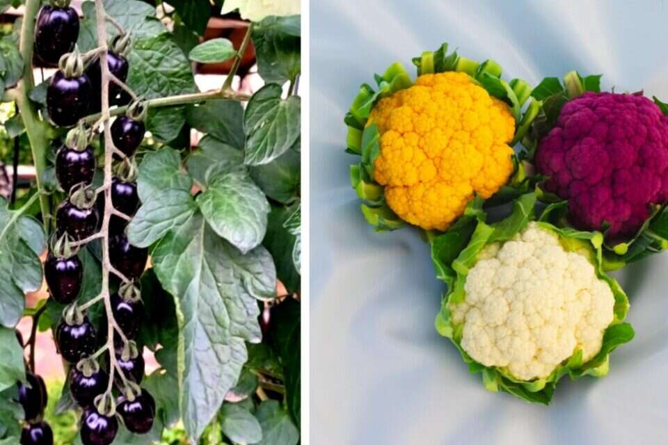 תערוכת החקלאות , זרעים גדרה סינגטה/ רונית אלעזרי