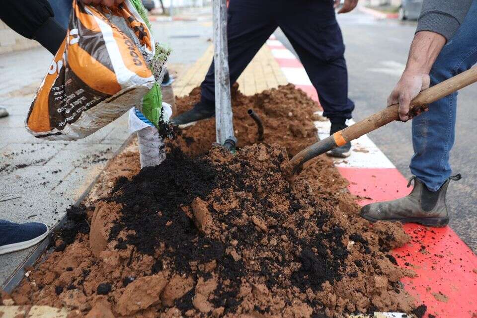 נטיעת עצים במרחב העירוני , דרך צל