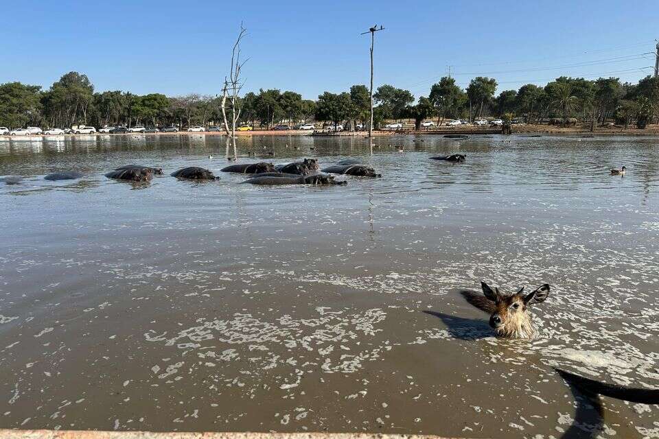 קובוס המים בסוואנה בספארי , דוברות הספארי