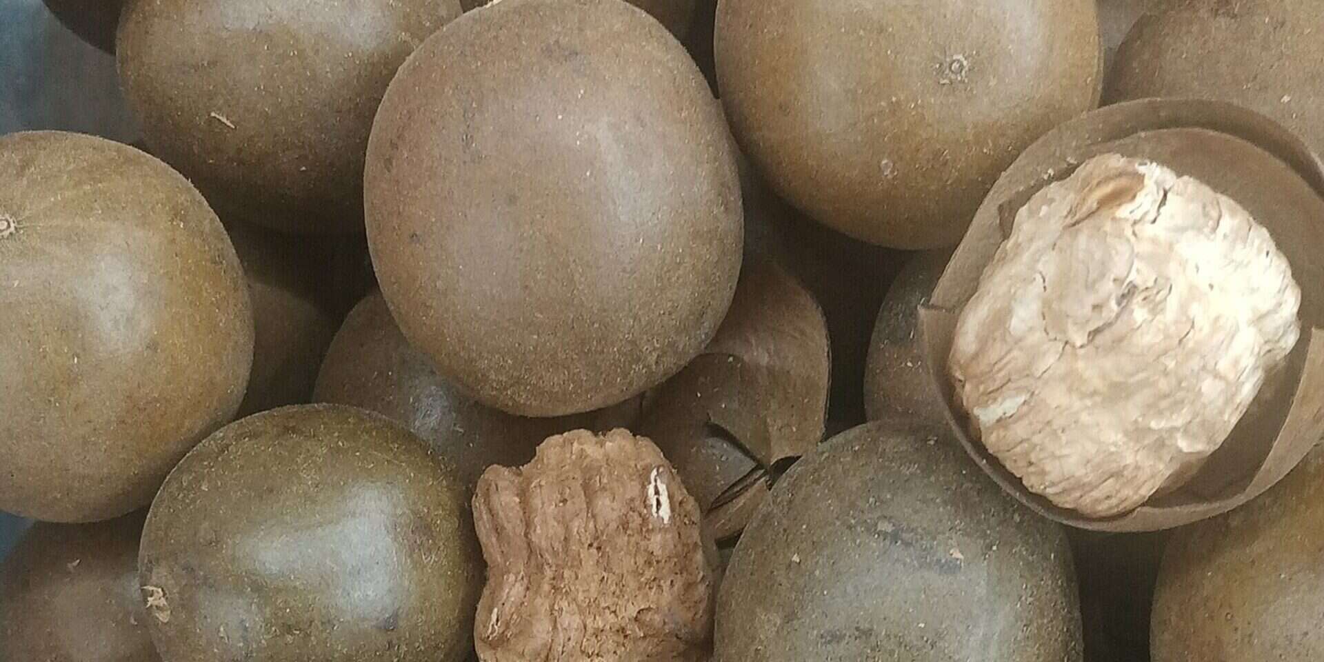 פרי הנזירים , מתוך ויקיפדיה