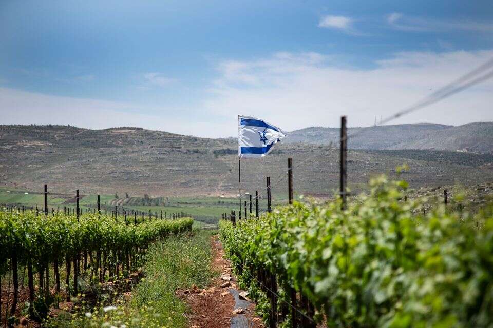 פריחה בגוש שילה , טובי שריד