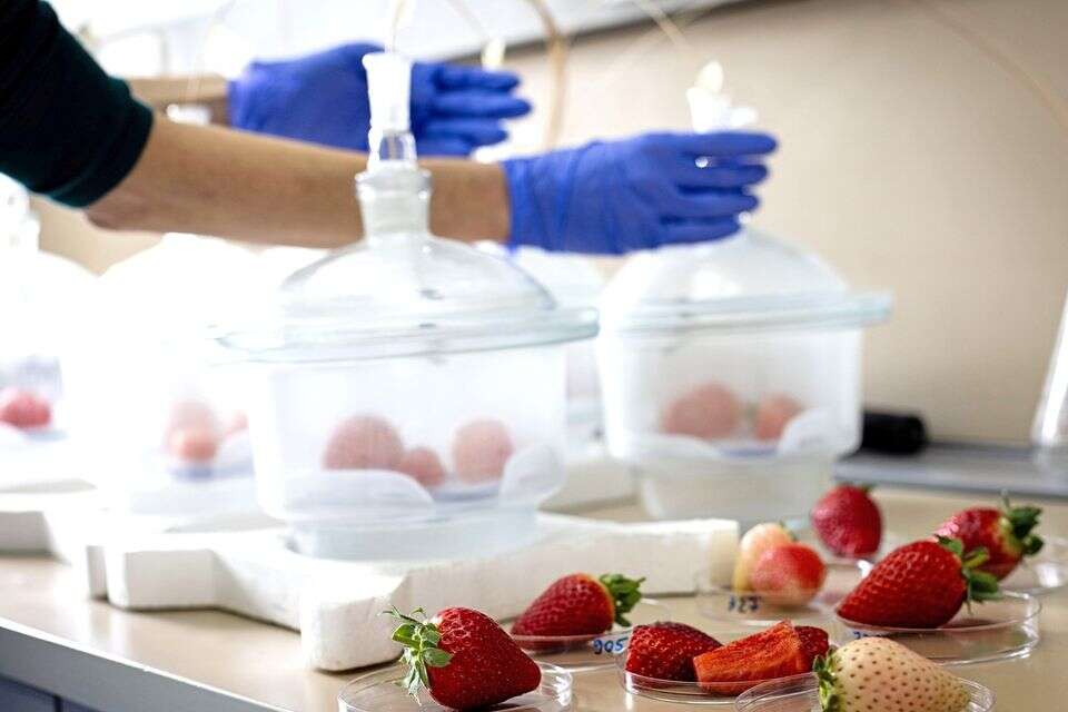 תות קינמון וענב אבטיח: טעמנו את פירות העתיד