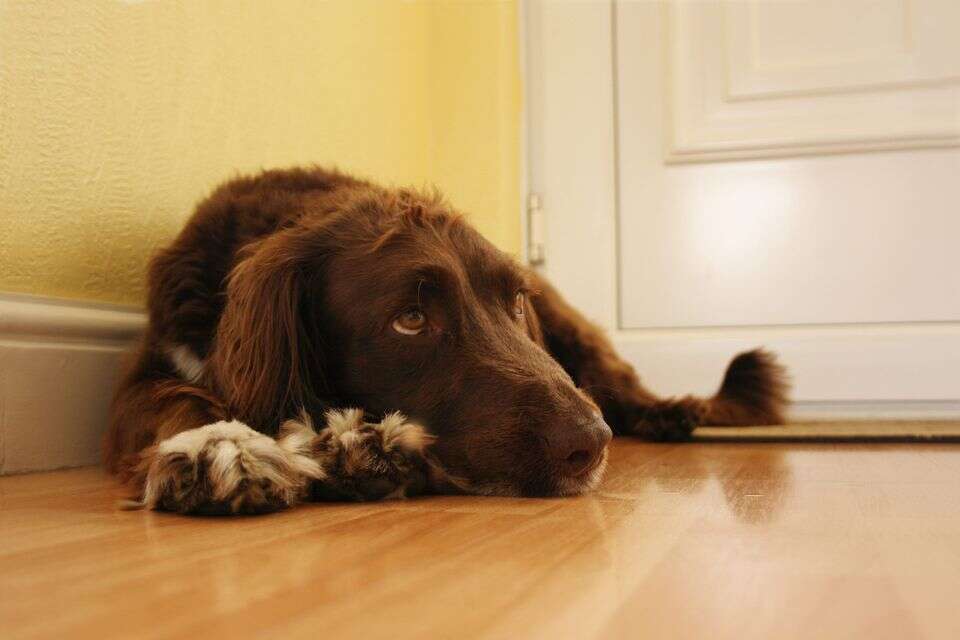 Shock in Givat Brenner: bitten by a dog - and killed with a hammer and a butcher's knife