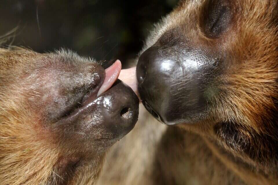 Loves and Lies: What does animal romance look like?