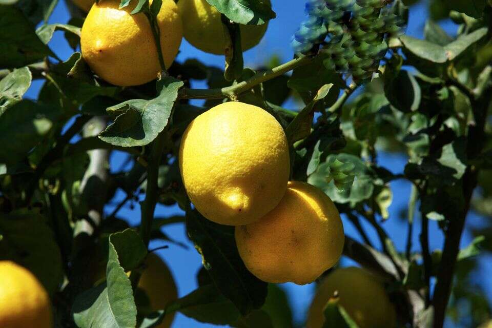 At the last moment: the smuggling of a seedling - which carried a deadly disease - was thwarted