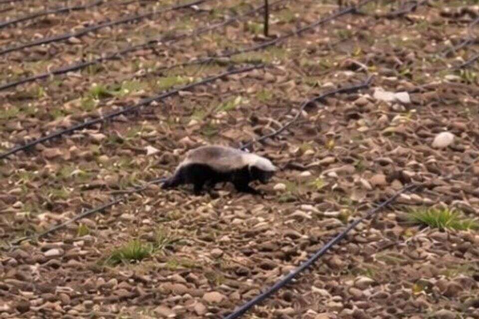 Documentation from the north: the rarest predator in Israel was caught on camera