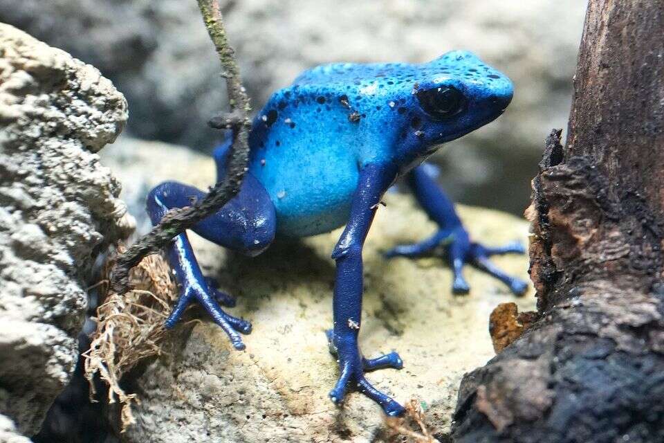 European countries revealed: "The leader of the Russian opposition was murdered by frog poison"