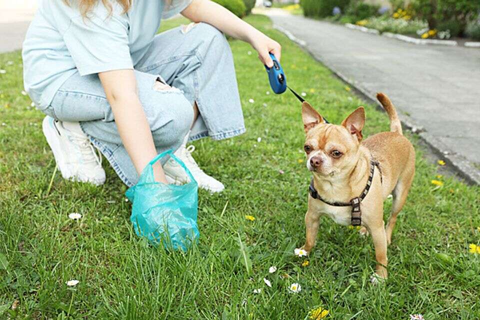 Covert on all fours: inspectors will "fight" the polluting phenomenon - and it will cost you a lot