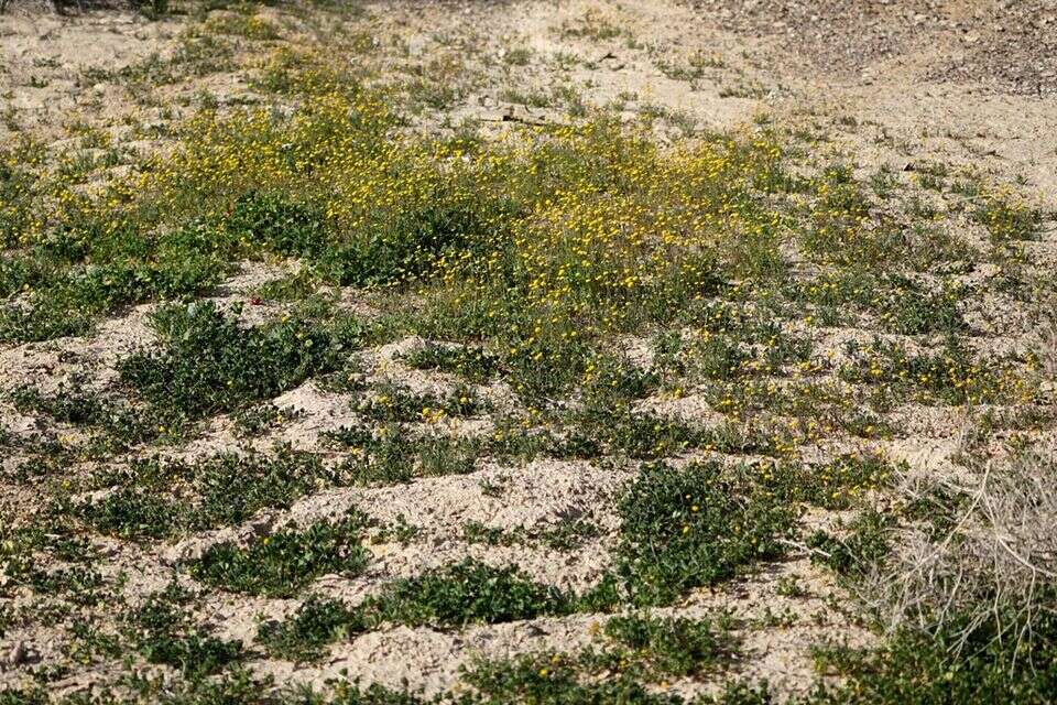 Spring blossoms in the prairie: the desert wonder you should see now