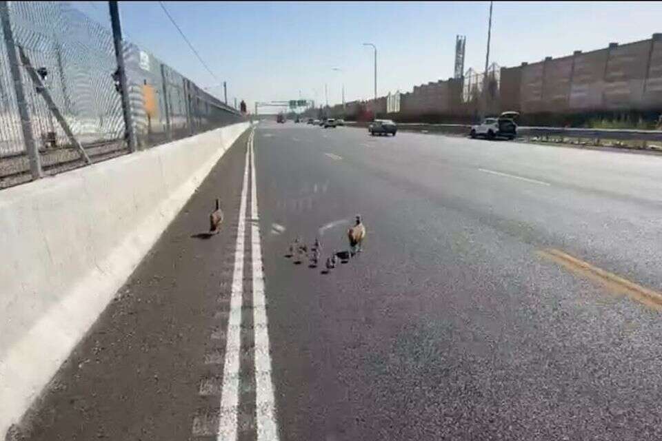 Unusual traffic jam: a family of geese paralyzed Highway 1 on the way to Israel | Watch