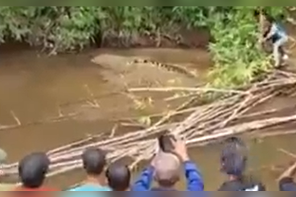 Hard to watch: a woman was killed by a crocodile - in front of dozens