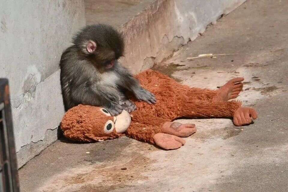 כבש את הרשת: קוף תינוק ננטש על ידי אמו - ומסרב להיפרד מהבובה