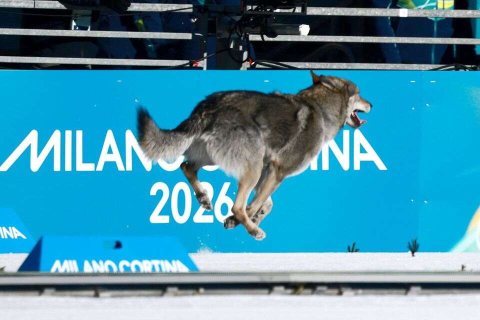 A bizarre moment at the Winter Olympics: a dog broke into the track - and crossed the finish line