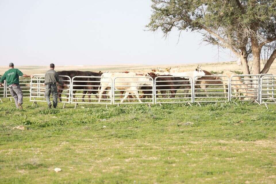 Cows in the area of ​​fire: a herd that interfered with IDF training was confiscated, the owner will be fined