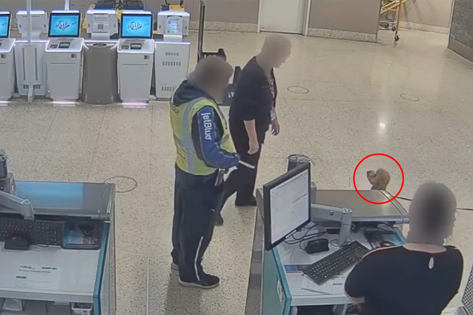 Cruelty at the airport: a woman tied the dog to the counter - and abandoned it Documentation
