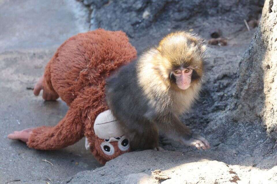 Heartbreaking: Punch the monkey that went viral - was attacked at the zoo