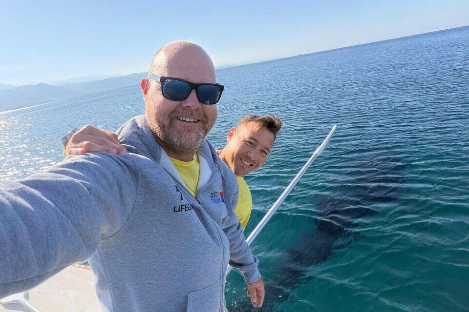 A rare sight in Eilat: a 5 meter long whale shark was discovered watch