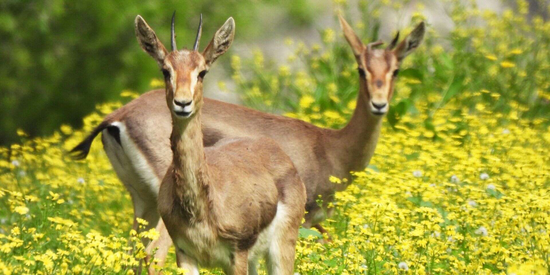 "ראיתם עופר? אל תגעו, אמא שלו תכף תבוא". הצבאים בטבע , מחמוד נאסר / רשות הטבע והגנים