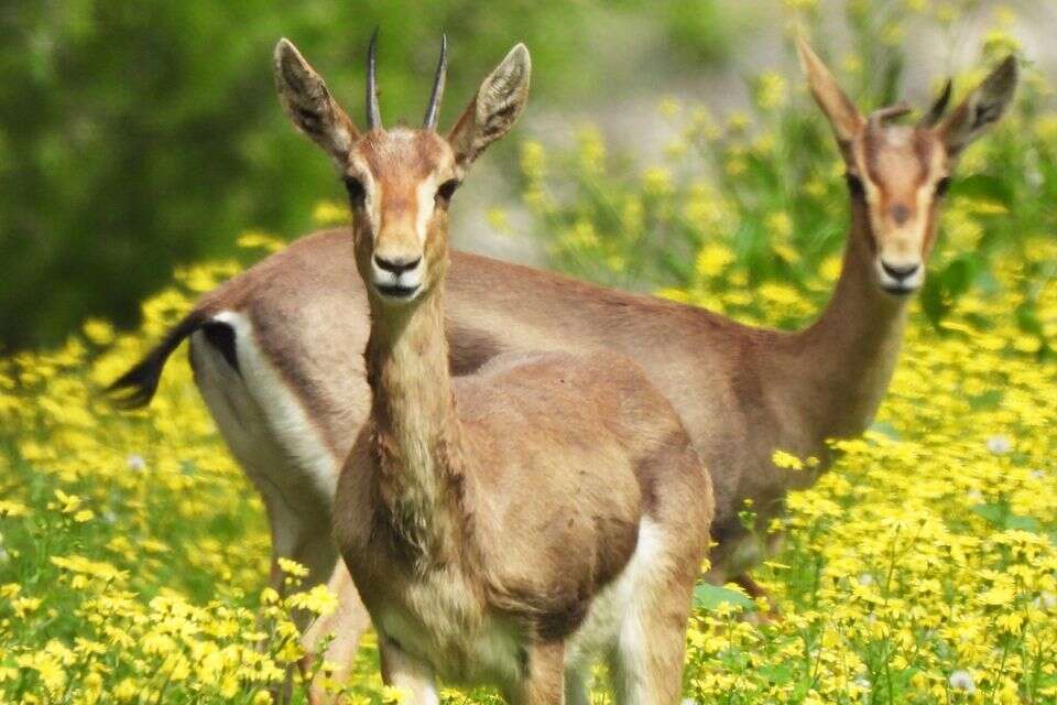 We found the rare animal in the north: "rains from us, without us noticing"