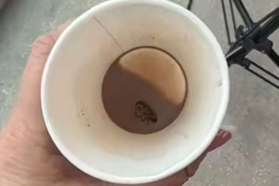 Storm in "Roldin": a viral video shows a dead cockroach at the bottom of the chocolate cup