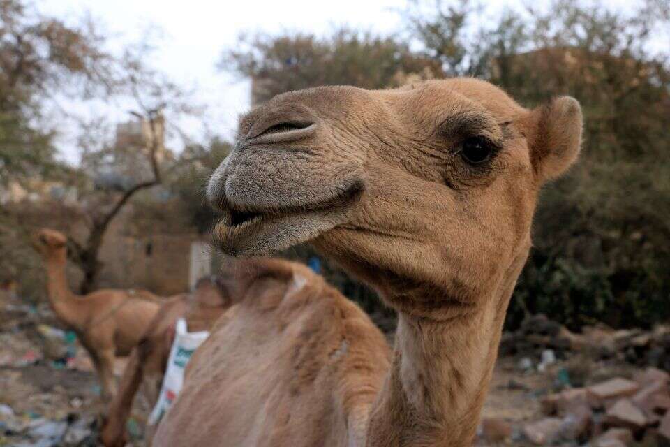 20 camels were disqualified from a beauty contest - because of botox injections
