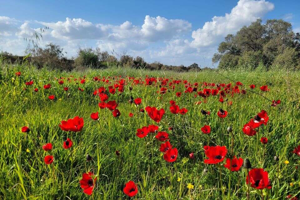 פריחה בפארק אשכול , אליאב מסילתי רשות הטבע והגנים
