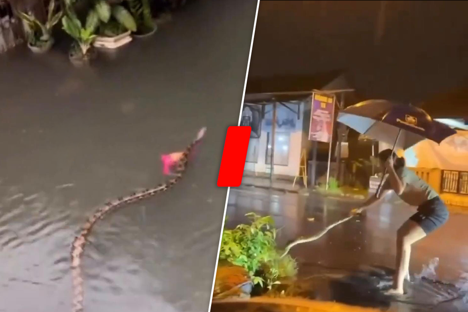 Creepy documents: giant snakes on the streets of the popular island