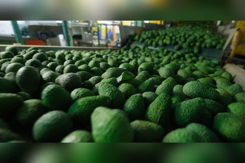 אבוקדו , חקלאי גרנות