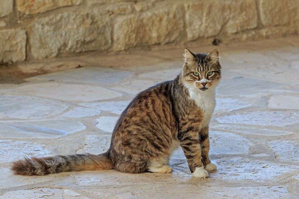 Everyone evacuated from the war zone - except for two nuns and 100 cats
