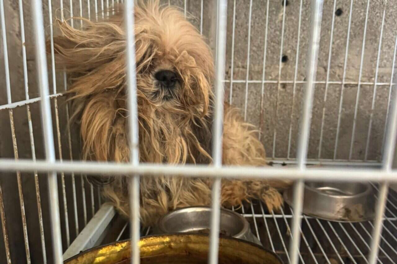 Documentation: A "puppy mill" was uncovered in the north Hard to watch