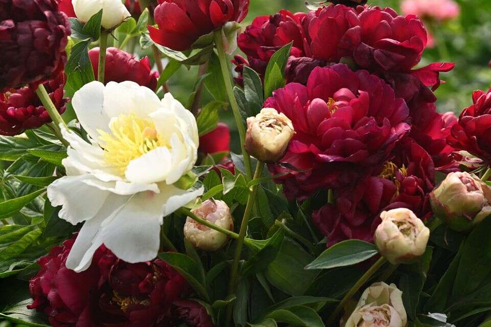 העסק הצבעוני נפגע לפני החג: "נפסיד מיליונים"