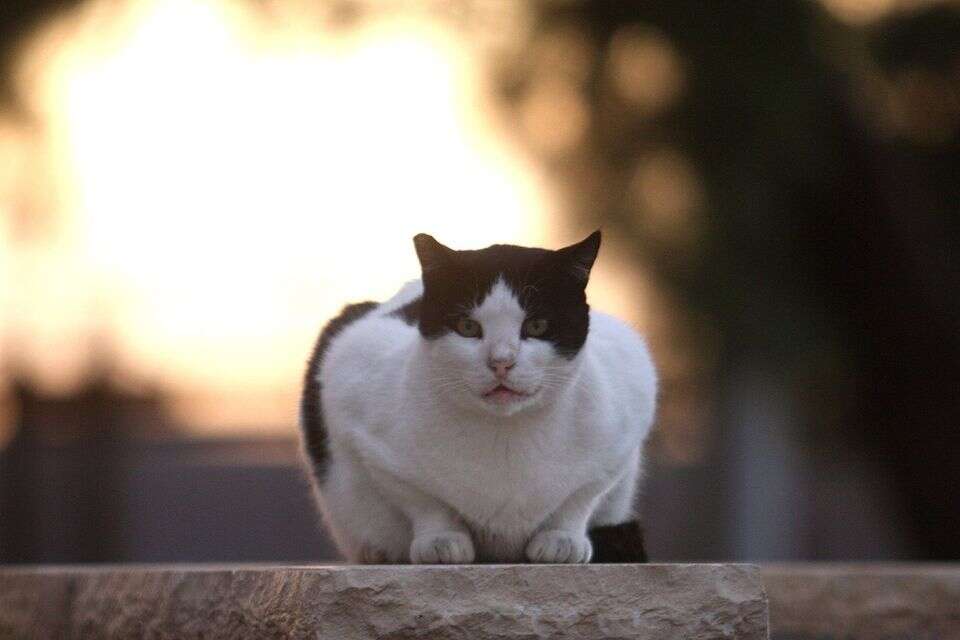 מה הופך חתול לפסיכופת? 5 התכונות שעלולות להסגיר אותו