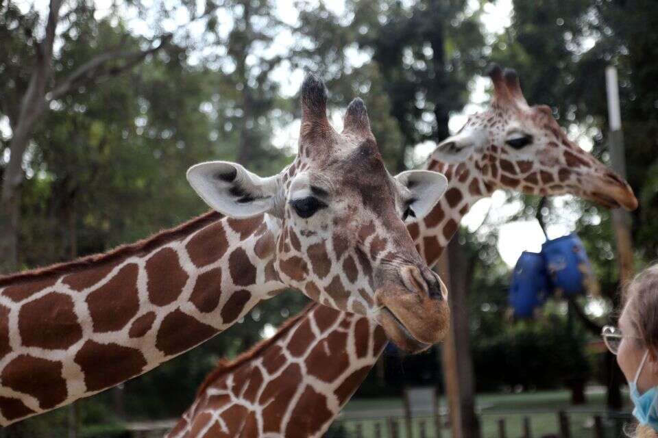 אובדן הכנסות של כ-14 מיליון שקלים: המצוקה של ספארי רמת גן