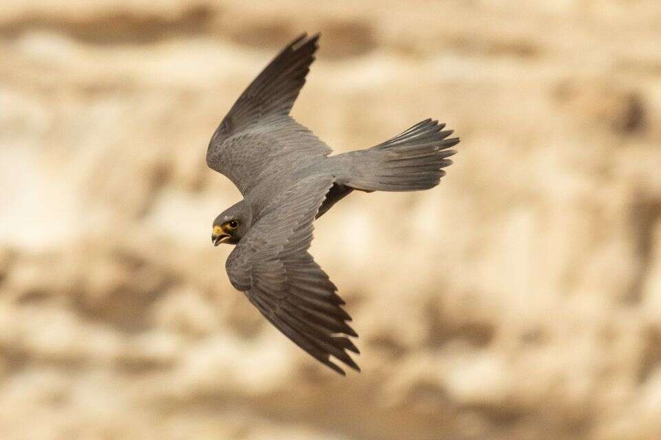 רק 80 זוגות נותרו: השעון מתקתק לאחור - ויש דרך לעזור