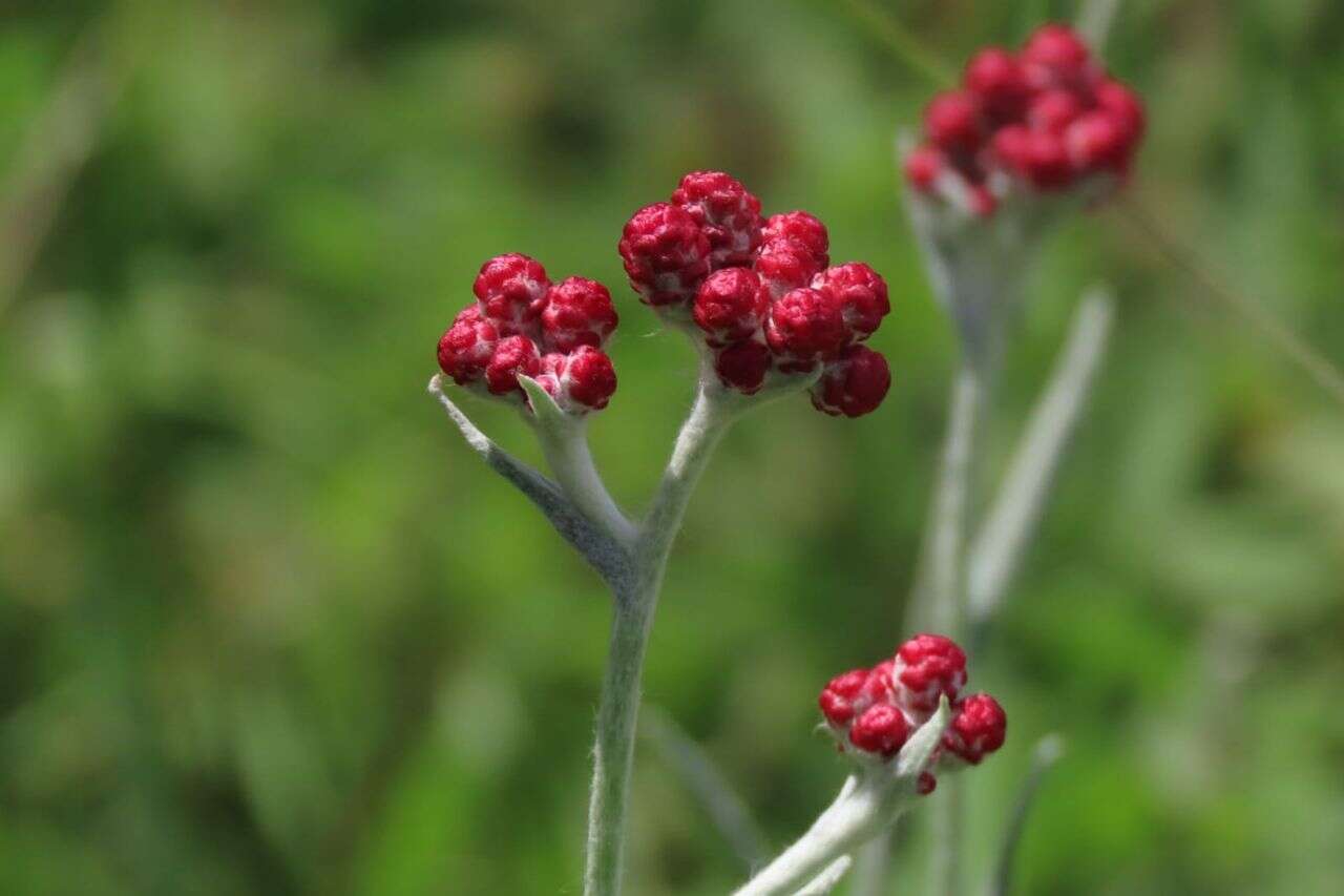 The Red Blood-Maccabees Remembrance Day flower is already blooming: here you can meet it
