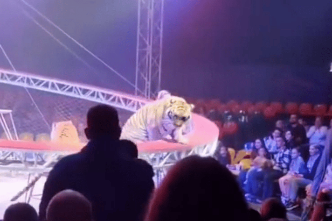 Horror in the show: the tiger ran away from the arena, the audience fled