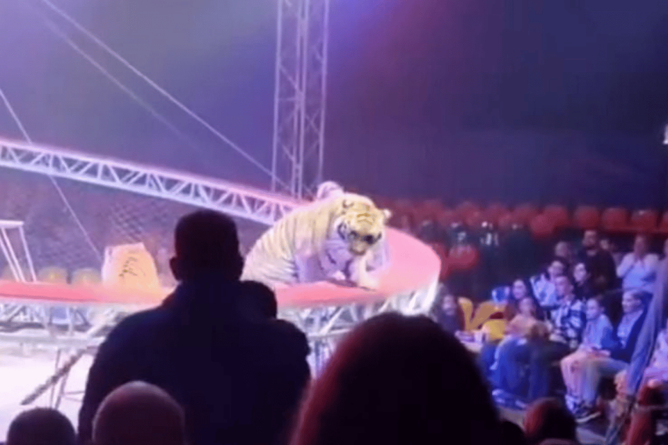 אימה במופע: הטיגריס ברח מהזירה, הקהל נמלט