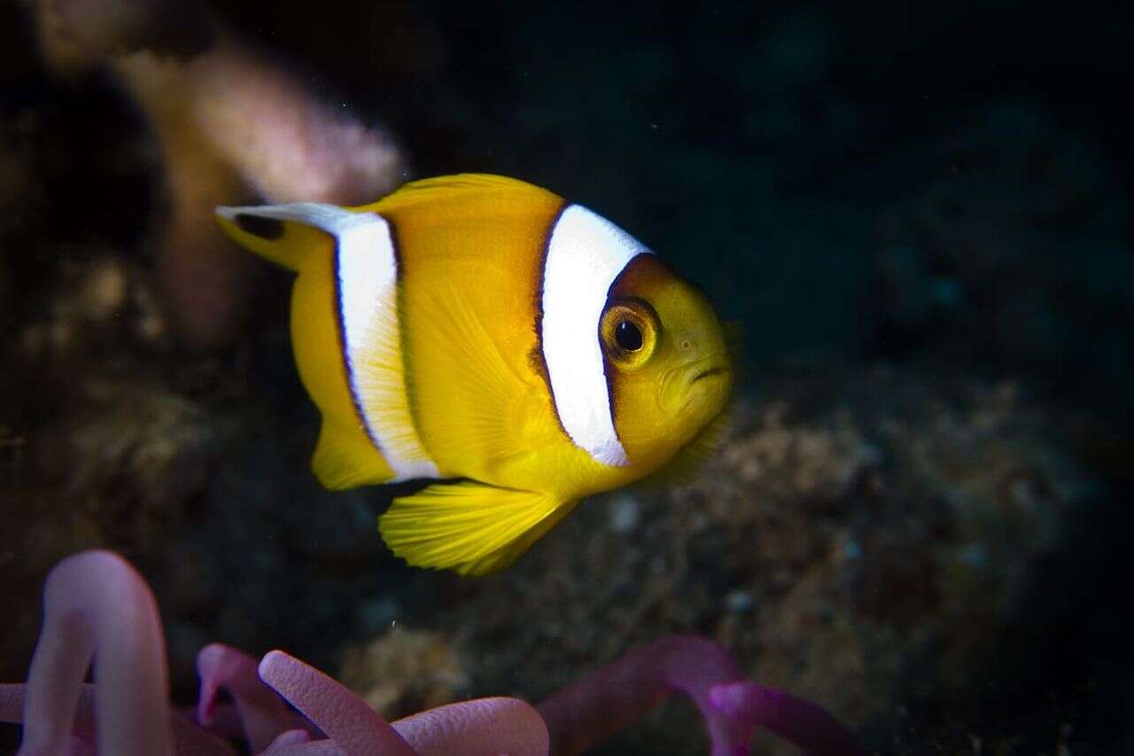 Take a picture and win NIS 7000: the photography contest of the Society for the Protection of Nature is underway