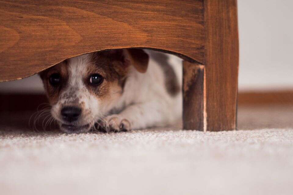 ללטף כלב ביד אחת, לאכול חיות בשנייה