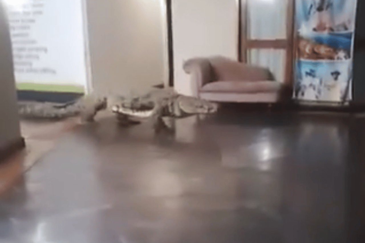 The guests of the luxury hotel couldn't believe it: ''He just walked in''